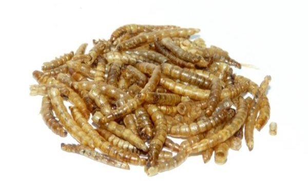 Świerszcze, mączniki, drewnojady || Karmówka, jaszczurka, białko