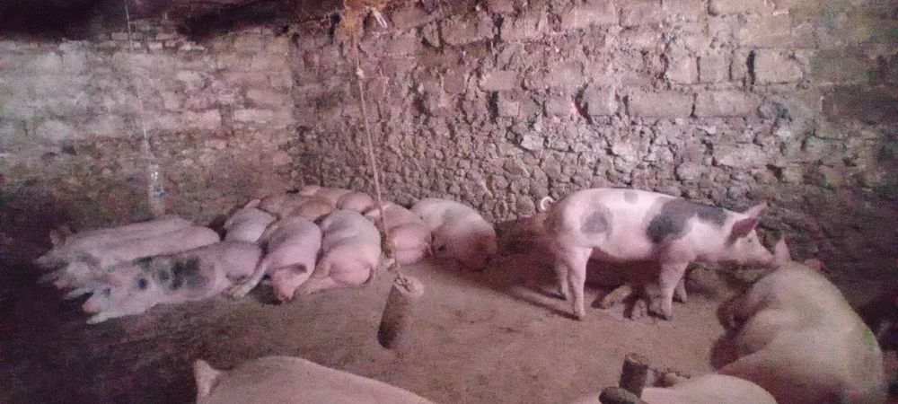 Продамо поросних свиноматок петрен ,ландарс ,біла велика