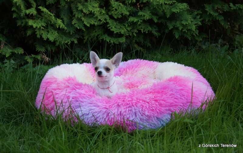 Chihuahua z rodowodem piesek