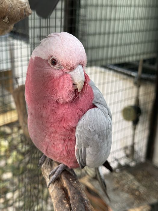 VENDO CASAL ADULTO CATATUAS GALAH