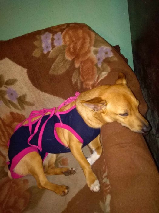 Młoda nie duża Sunieczka Hania szuka domku