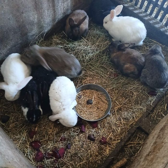 Sprzedam króliki samice i samce