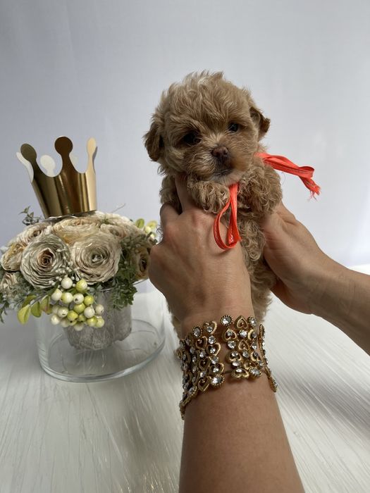 VIP Мальтипу F1 — Любов, що лізе на ручки