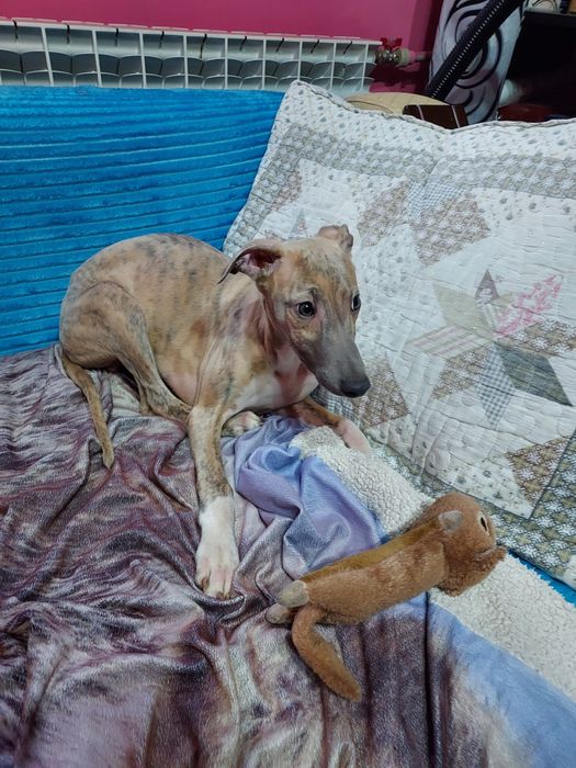 Chart Angielski Whippet piesek