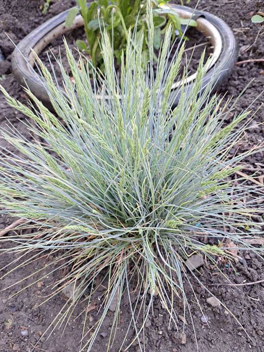 Барвінок, злакові, вівсяниця, традесканція, сакура