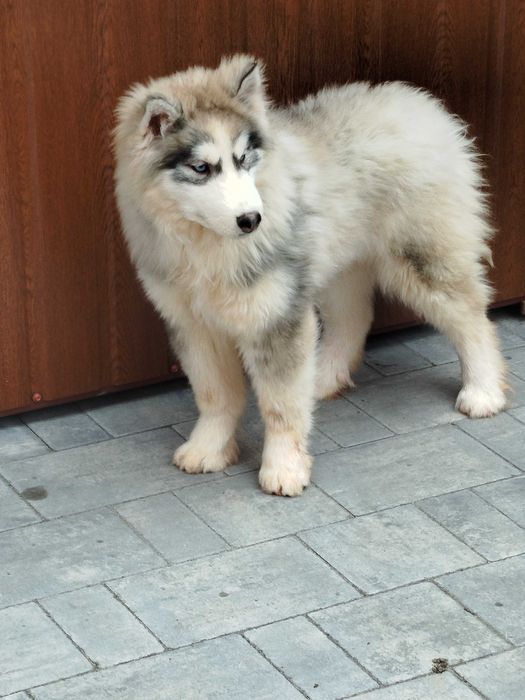 Siberian Husky piesek tel.-575302039