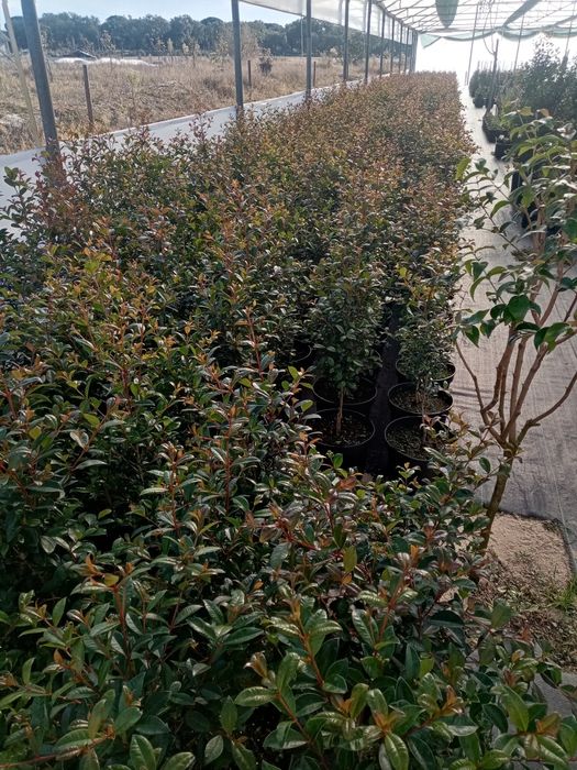 Eugenias Myrtifolia