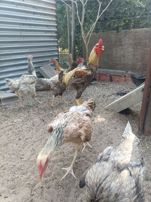 Ovos e Pintos de Índio Gigante