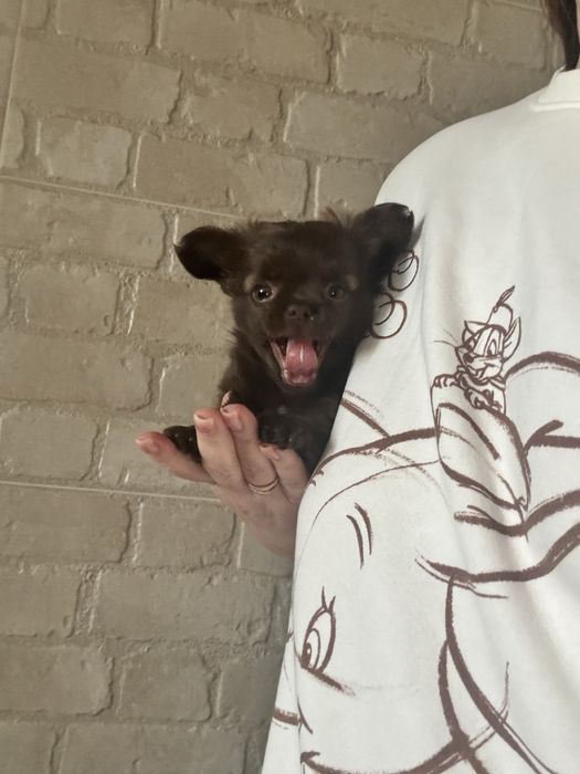 Шоколадна дівчинка