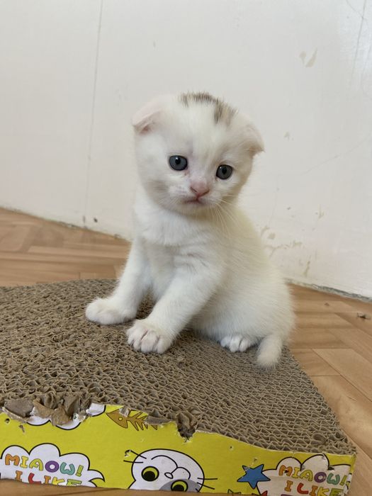 Scottish fold каплофухе кошеня