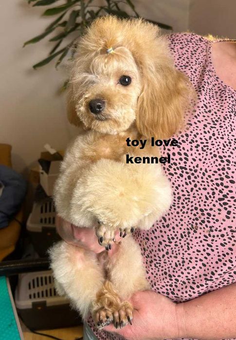 Мініатюрний пудель, хлопець, абрикосовий, 29 см КСУ/FCI