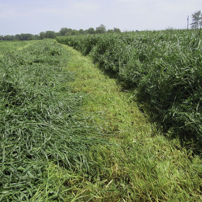 Mieszanka traw lucerna koniczyna gorzowska kupkówka festulolium trawa
