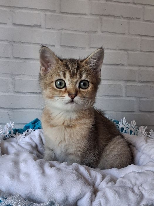 Золотий прямовухий хлопчик