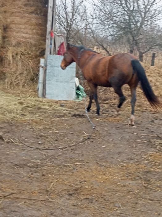 Продам кобилу вісім років молода гарна