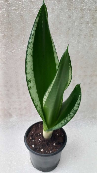 Заміокулькас, хауттюйнія, сансевієрія, сукуленти Кімнатні квіти