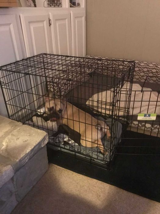 Переноска Польша клітка клетка для собак кошек x/s, S, M, L, XL, XXL