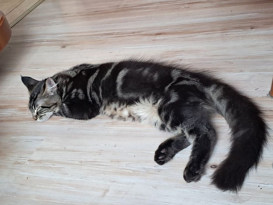 Maine Coon piękny kocurek