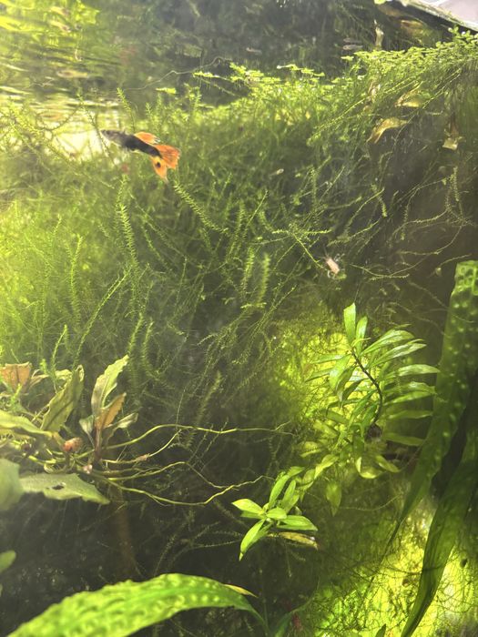 Продам акваріумні рослини: буцефаландра, анубіас