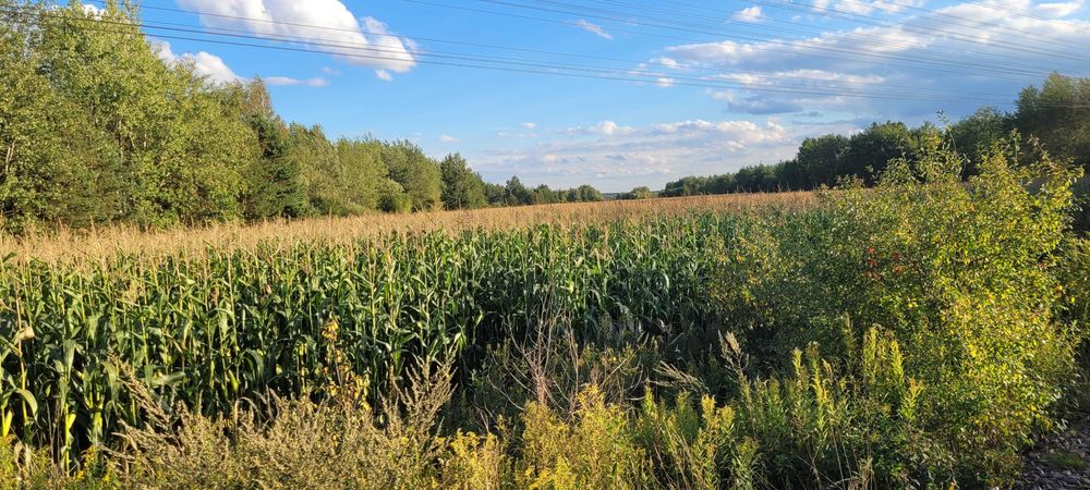 Działka inwestycyjna Lubaczów - Widok 5