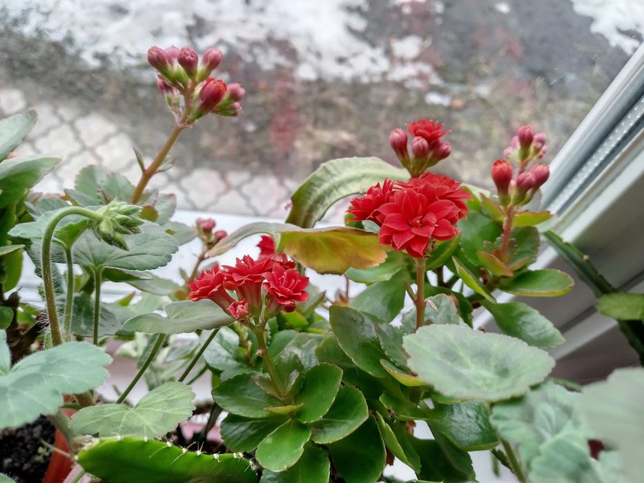 Квіти Домашні різного виду