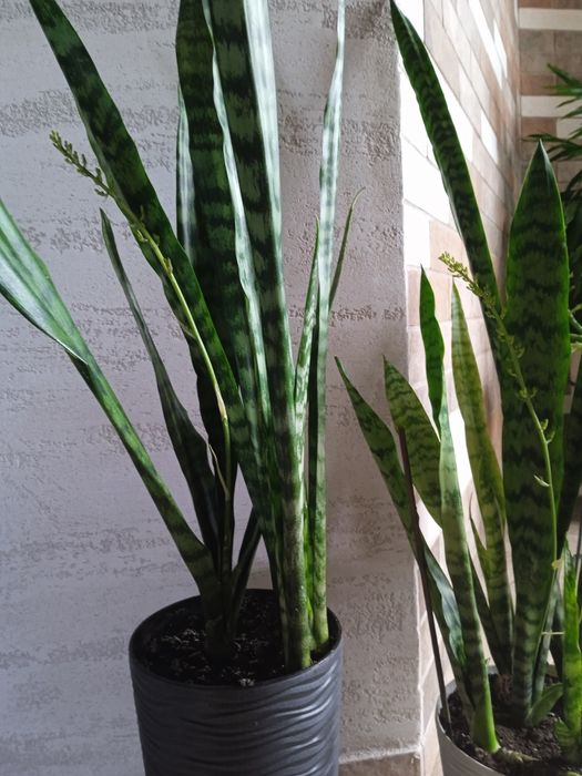 Вазон Сансеверія. Щучий хвіст. Тещин язик. Щучий хвост.Тьощин язик