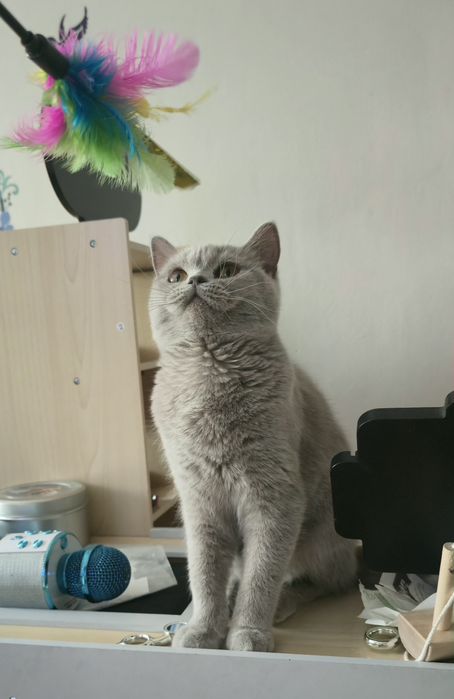 Liliowa kotka Brytyjska gotowa do odbioru