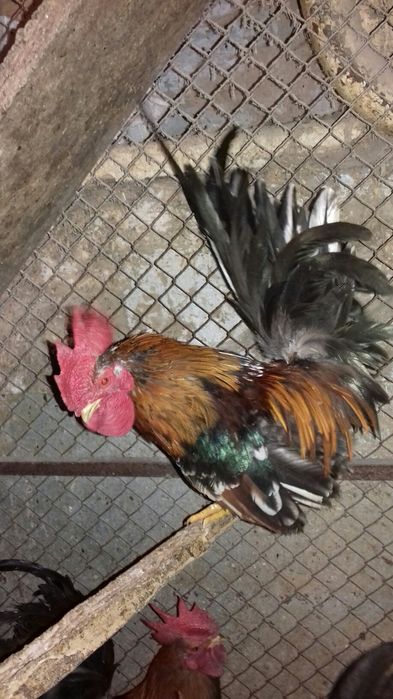 Маленькие  карликовые петушки