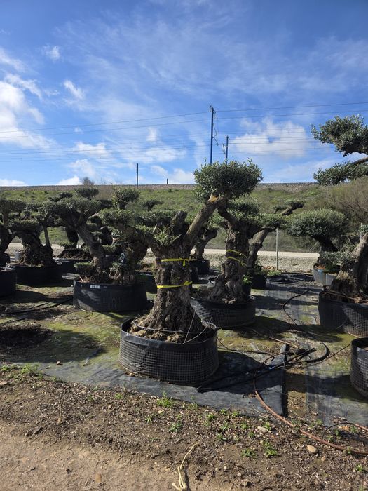 Oliveiras bonsai XL