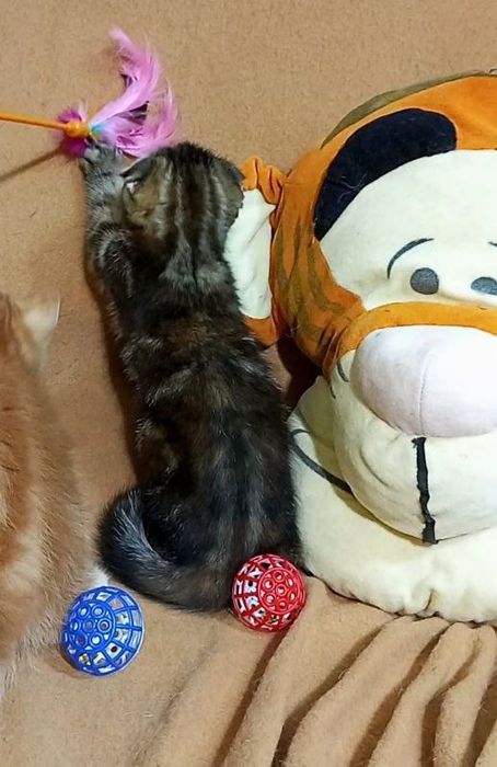 Котенок : Потешная игрунка .