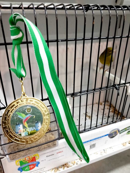 Aves magnificas raca espanhola e canario da Madeira .