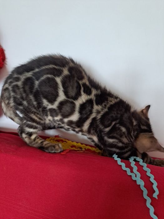 Бенгальский котик 3 месяца