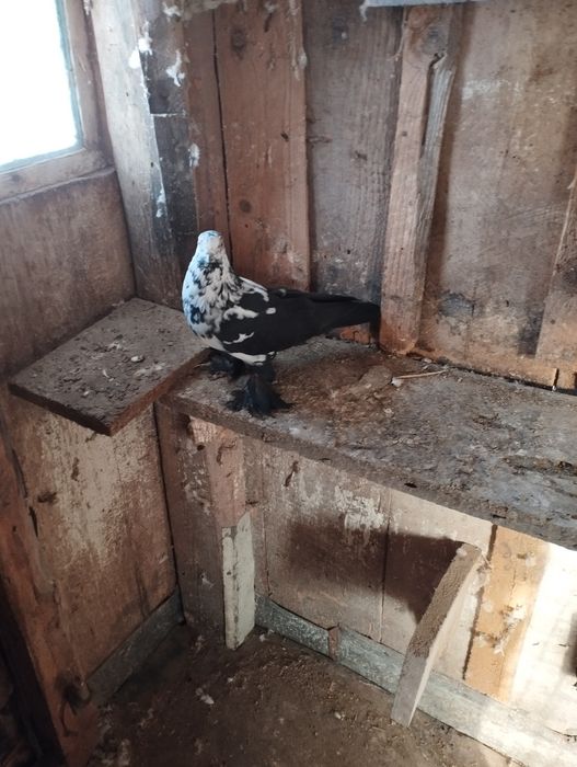 Sprzedam gołębie Wiedyny, Wenery