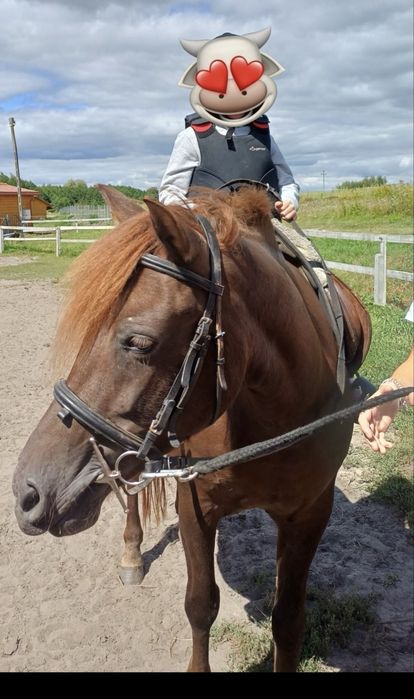 Klacz Huculska pod siodło i do bryczki