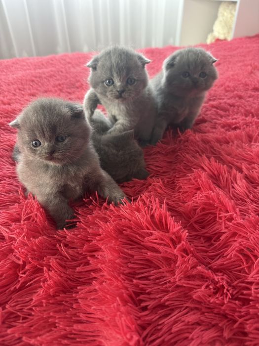 Котики шотланські