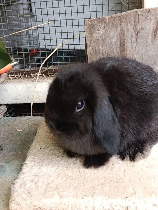 Mini Lop Preto – Muito Fofo e Carinhoso