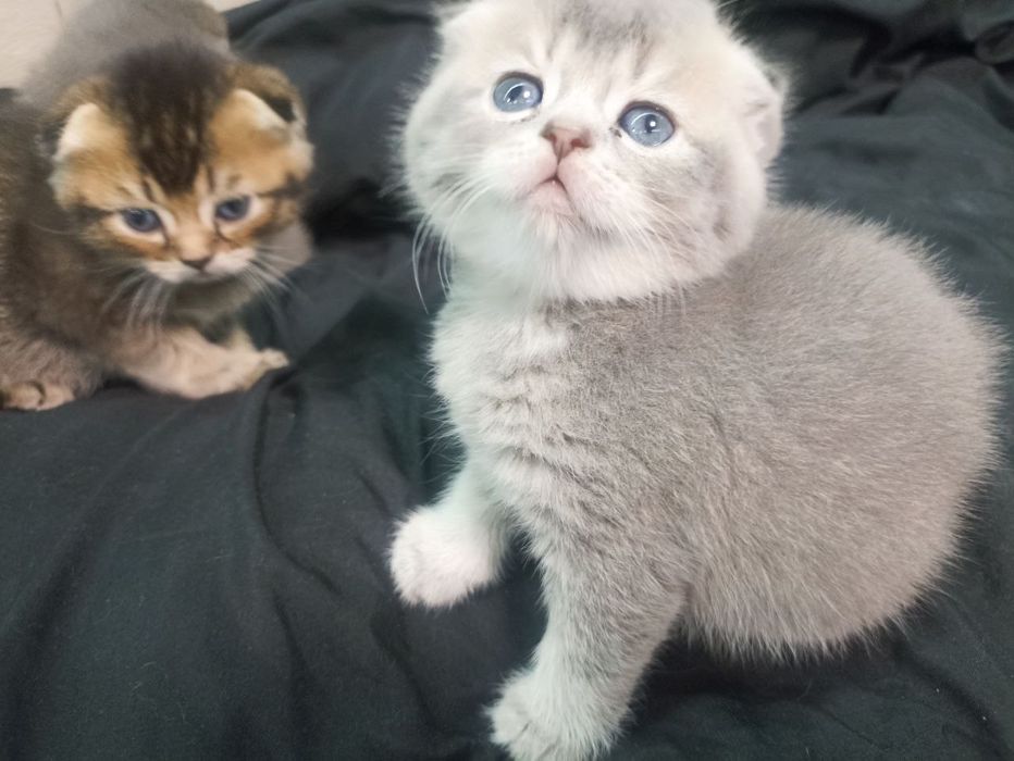 Обери члена сім'ї