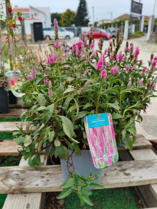 Salvia Nemorosa - planta em vaso