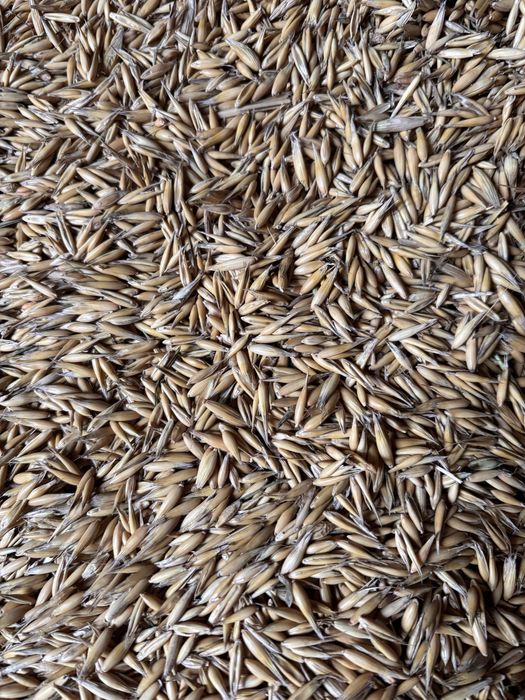 Sprzedam Owies i pszenice jara