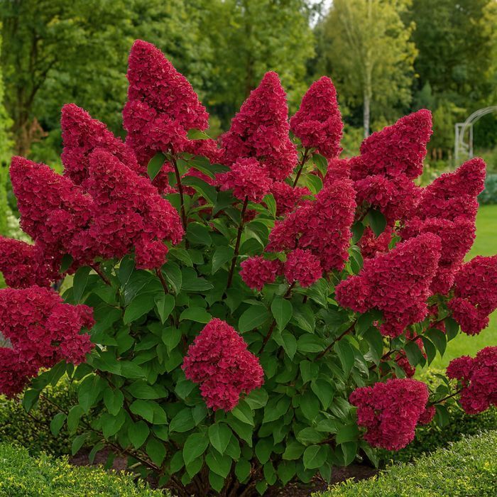 Hortensja bukietowa 'Wim's Red' Doniczka 2L
