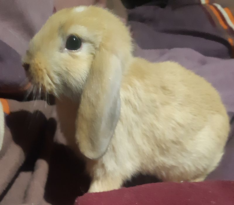 Króliczek mini lop