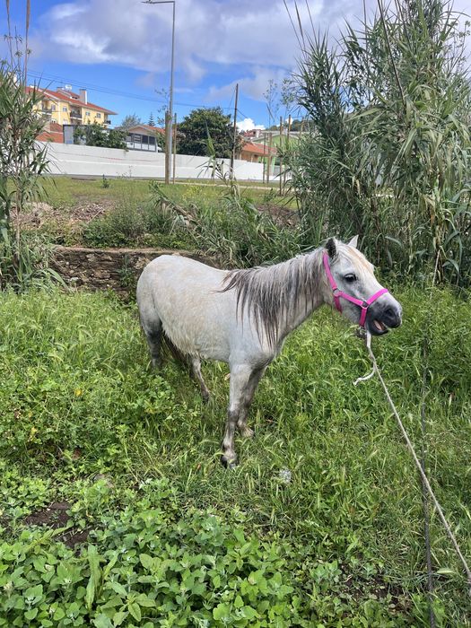 Poneis femea montada