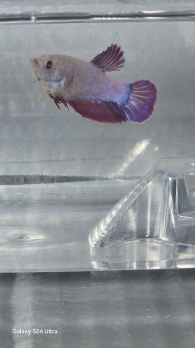 Tenho varios peixes bettas varias cores  com muita qualidade..