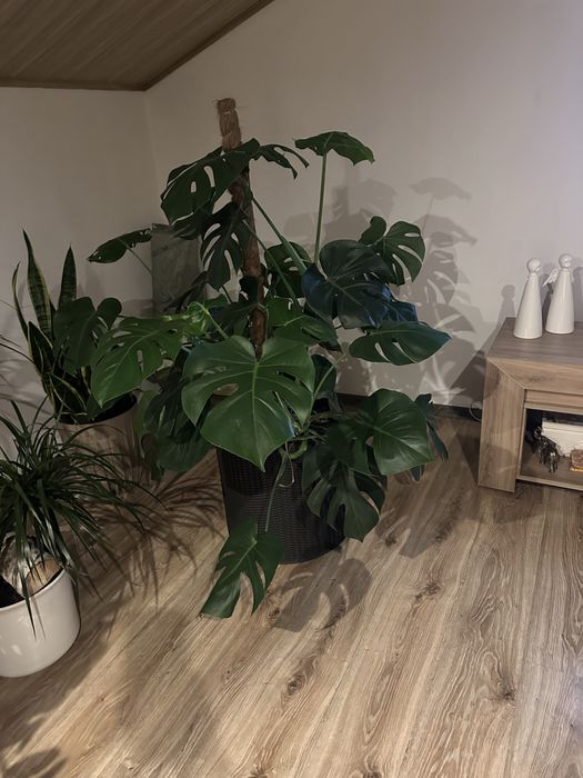 Duża gęsta Monstera kwiat