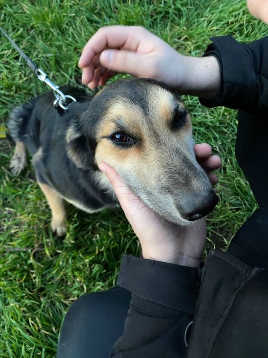 Ніжна дівчинка у пошуку дому !