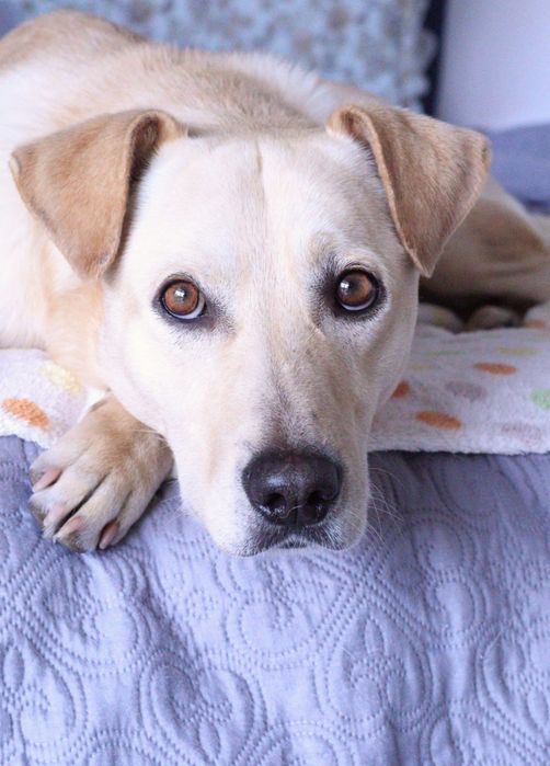 Tomo conta de cães. Estadias, Creche, Pet sitting, Dog Taxi