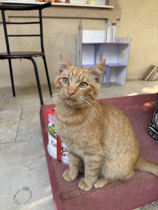 Рудий котик шукає люблячу родину