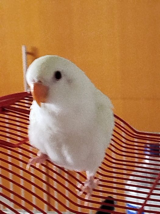 Vendo agapornis Domesticados e super meigos