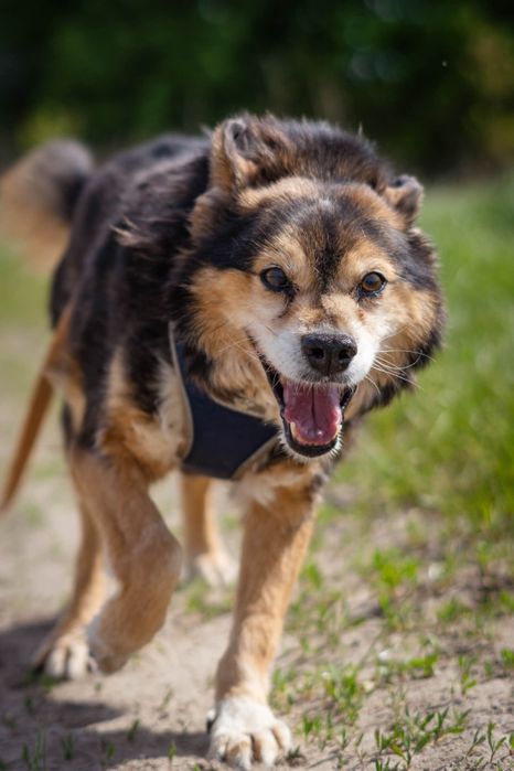 Irys senior do adopcji w Schronisku Nadzieja w Napierkach