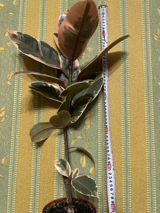 Фікуси Робуста, Бейліз, , ціна від 100 ₴