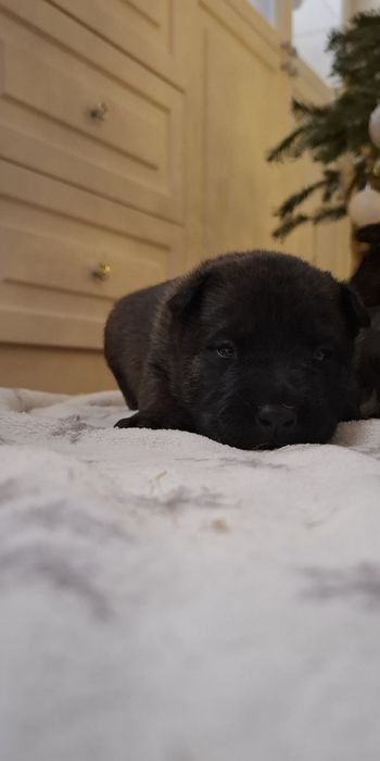 Owczarek belgijski Malinois